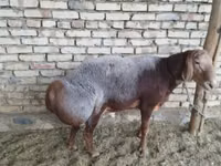 Montone, Arashan sheep — foto 2