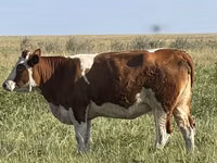 İnek, Simmental cattle — foto 3