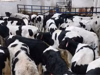 Bull, Holstein breed — photo 2