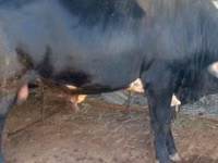 Bull, Cattle — photo 4