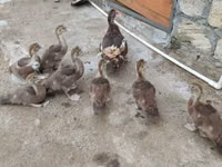 Ducks — photo 4
