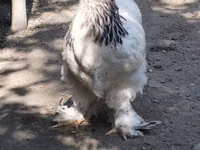 Chickens — foto 4