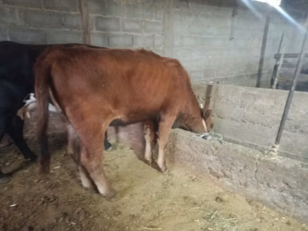 Cow, Cattle — Kyrgyzstan