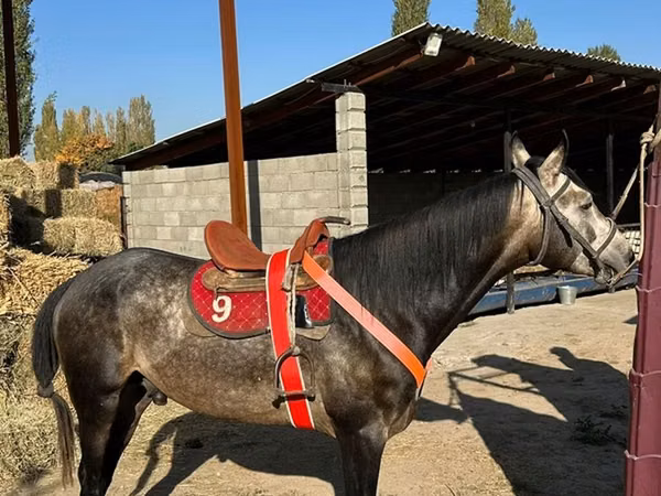 Pastuv, Arabian horse — Киргистан