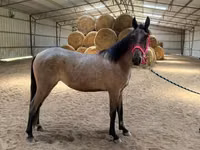 Азаргагүй морь, Rocky Mountain Horse — 8 зураг