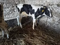 Toro, Russian Black pied cattle — foto 1