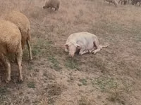 Vædder, Assaf sheep — foto 5