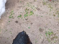 Chickens — foto 2