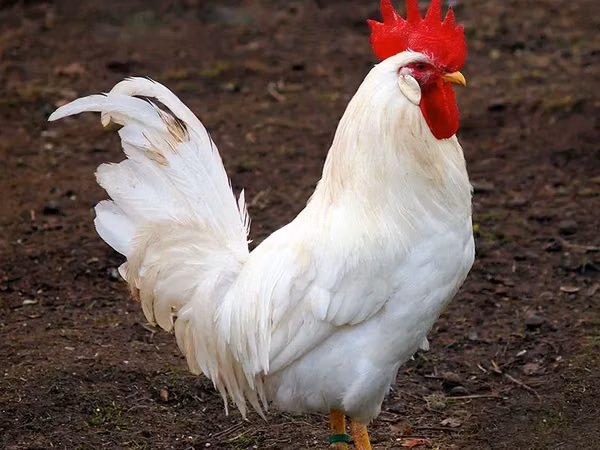 Chickens — Armeeniya