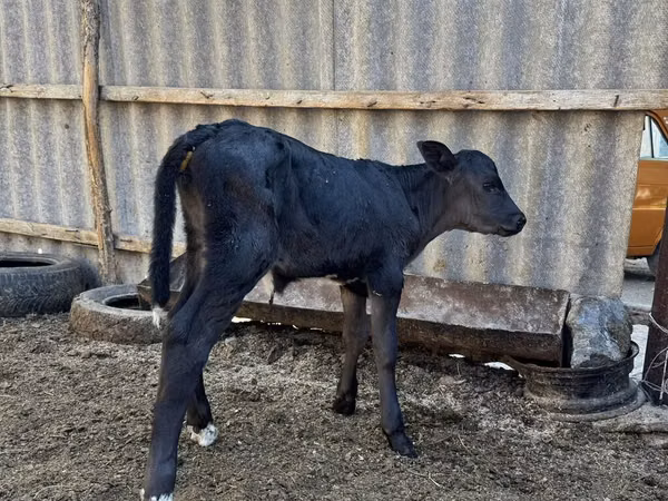 Krava, Swiss cattle — Киргистан