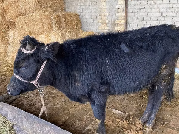Bou, Aberdeen-Angus