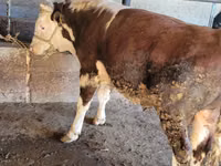 Bik, Simmental cattle — fotografija 1