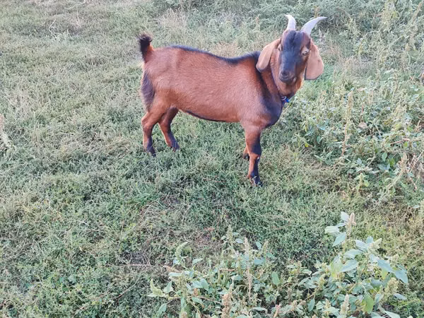 Billy Goat, Nubian Goat — Moldova