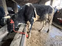公牛, Russian Black pied cattle — 照片 1