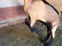 Billy Goat, Alpine goat — photo 4