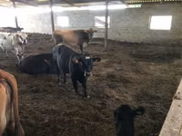 Bou, Aberdeen-Angus — foto 2