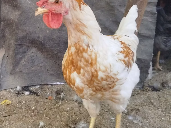 Chickens — Uzbekistan