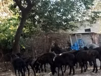 Sheep (batch, sex not specified), Hissar sheep — photo 1