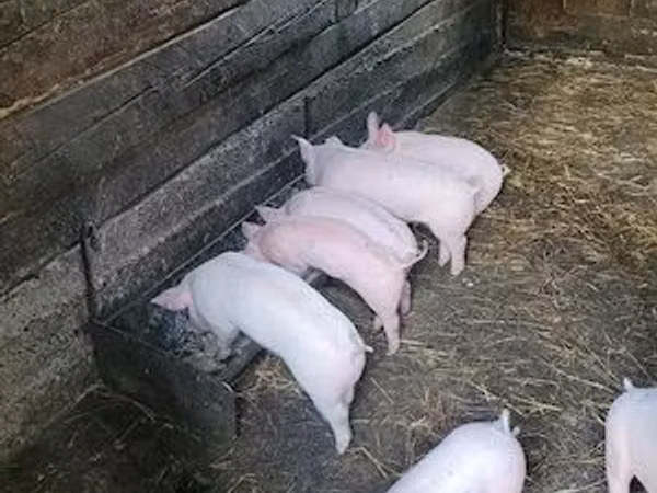 Sow, Pigs
