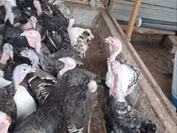 Turkeys — foto 3
