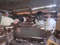 Turkeys — ছবি 2