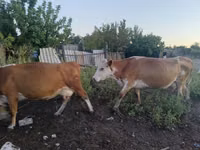 Vacă, Simmental cattle — foto 5