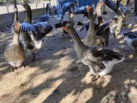 Geese — photo 3