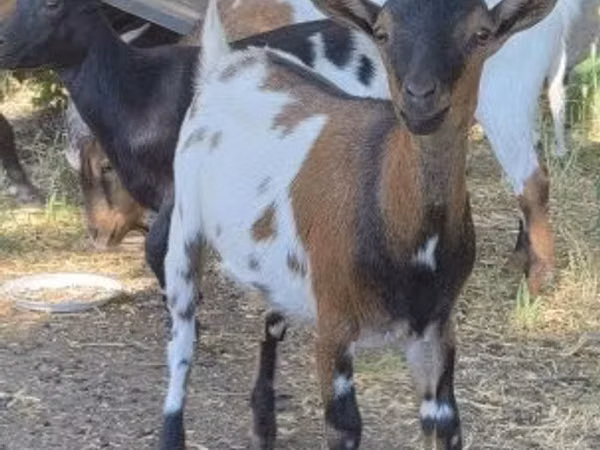 ছাগী, ছাগল — হাঙ্গেরি