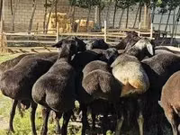 Sheep, Hissar sheep — photo 3