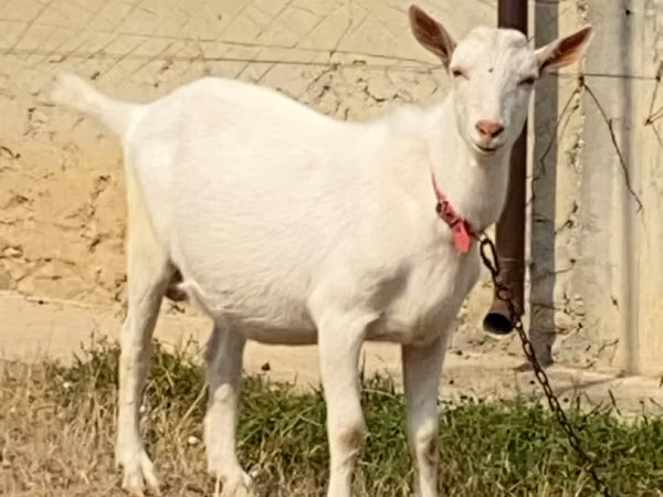 Billy Goat, Saanen goat — Moldova
