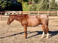 Horse (M), Quarter Horse — photo 1