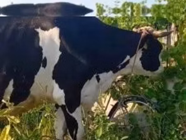 Ng'ombe jike, Banda la Holstein — Hungaria