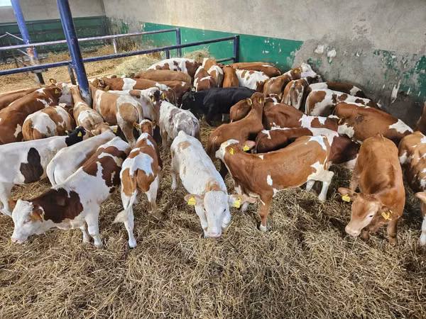 Bull, Simmental cattle — Poland