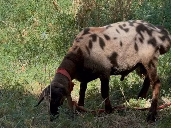 Ram, Sheep — Uzbekistan
