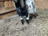 Bok, Dutch Landrace goats — foto 2