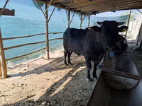 Bou, Bovine — foto 1