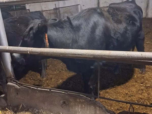 Cow, Aberdeen-Angus — Kyrgyzstan