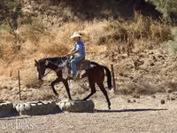 Mare, National Show Horse — photo 8