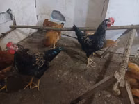 Chickens — снимка 1