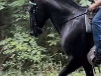 ፈረስ, French Trotter — ፎቶ 3