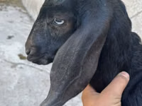 Billy Goat, Nubian Goat — photo 5