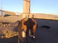Horse (M), Horses — photo 3