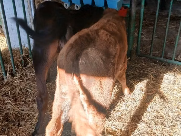 Vaca, Ganado vacuno — Polonia