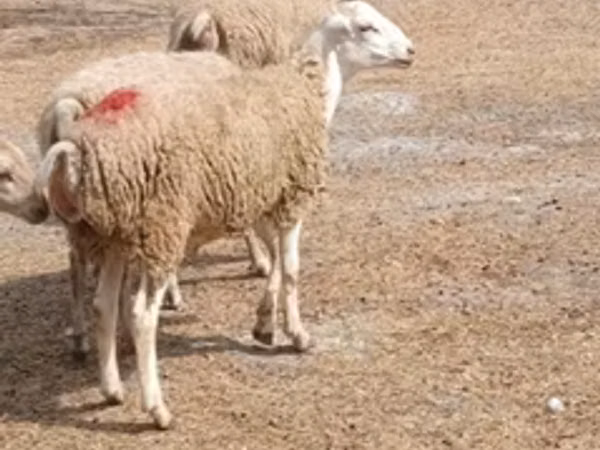 Ram, Sheep — Azerbaijan