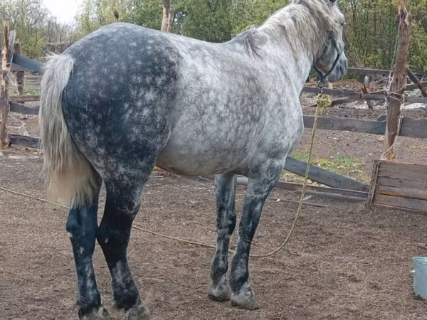 اسب (گروه، جنسیت مشخص نشده), Horse breed
