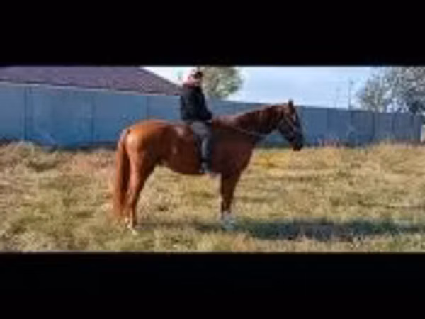 Cavallo, Kisber felver