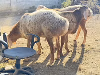 Vædder, Edilbay sheep — foto 1