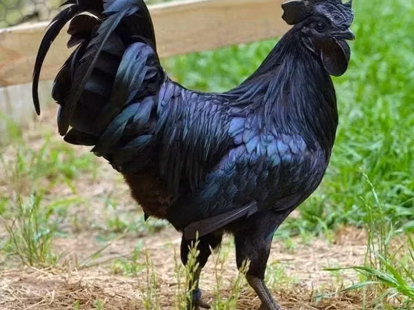Ayam Cemani — Armenia