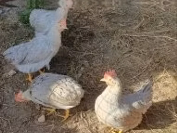Chickens — Hungary