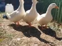 Amerika Pekin — 3-rasm